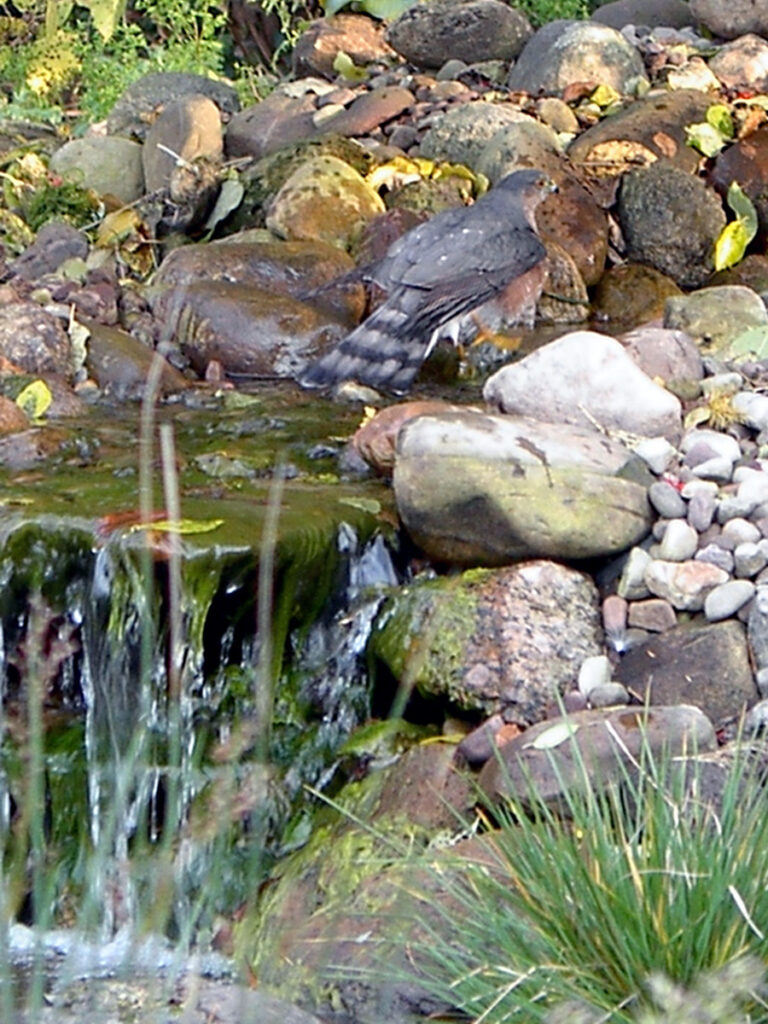 Hawk bathing in the stream