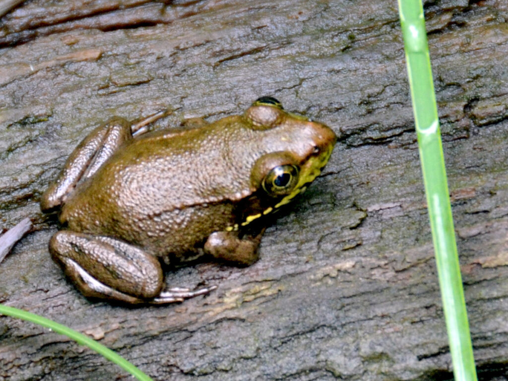 A young green frog