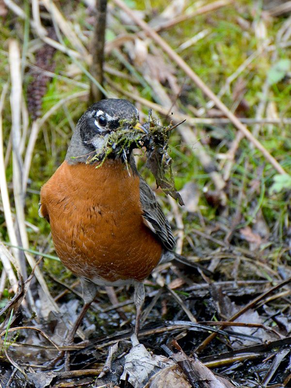 Robin gathering nesting materials