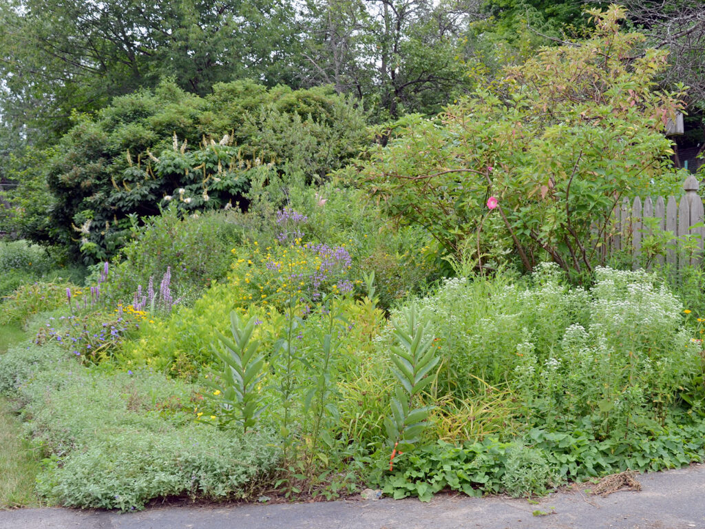 Habitat hedgerow as featured in American Gardener