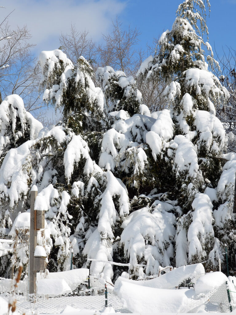 Hemlocks providing cover in winter