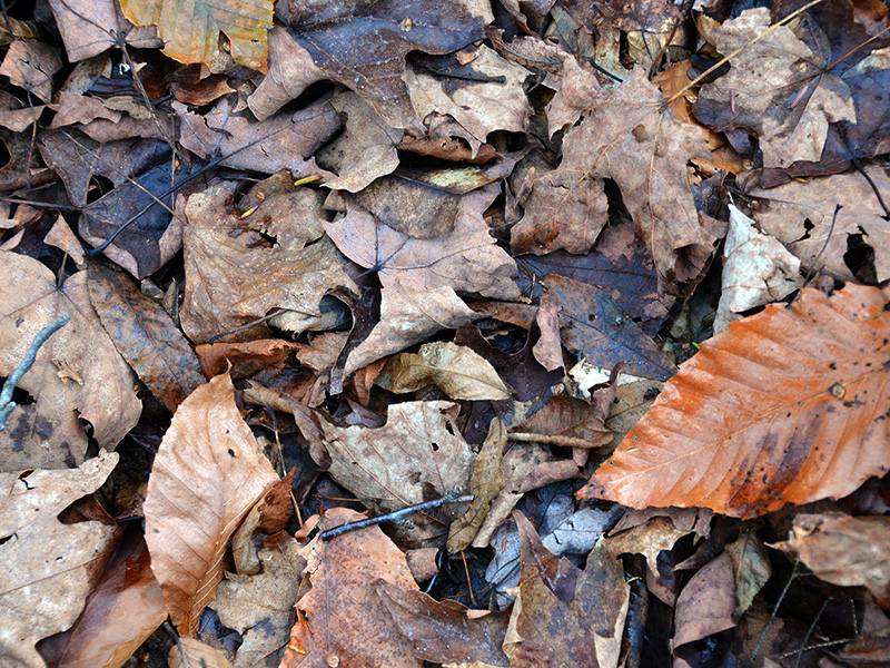 Leaf litter