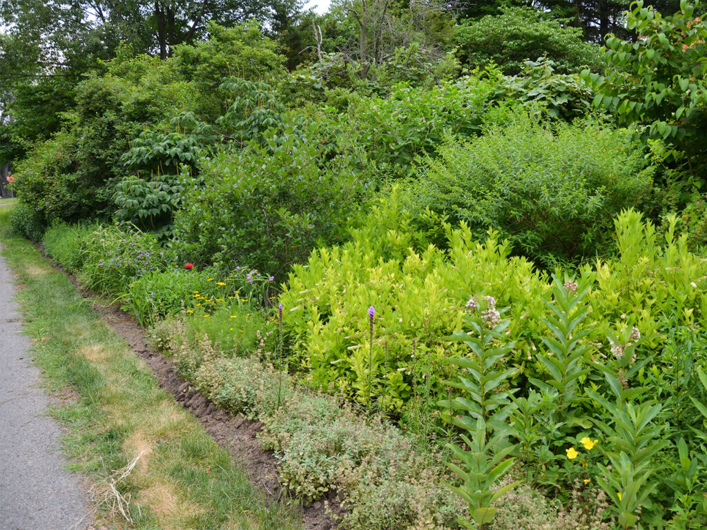 Hedgerow in early July 2019