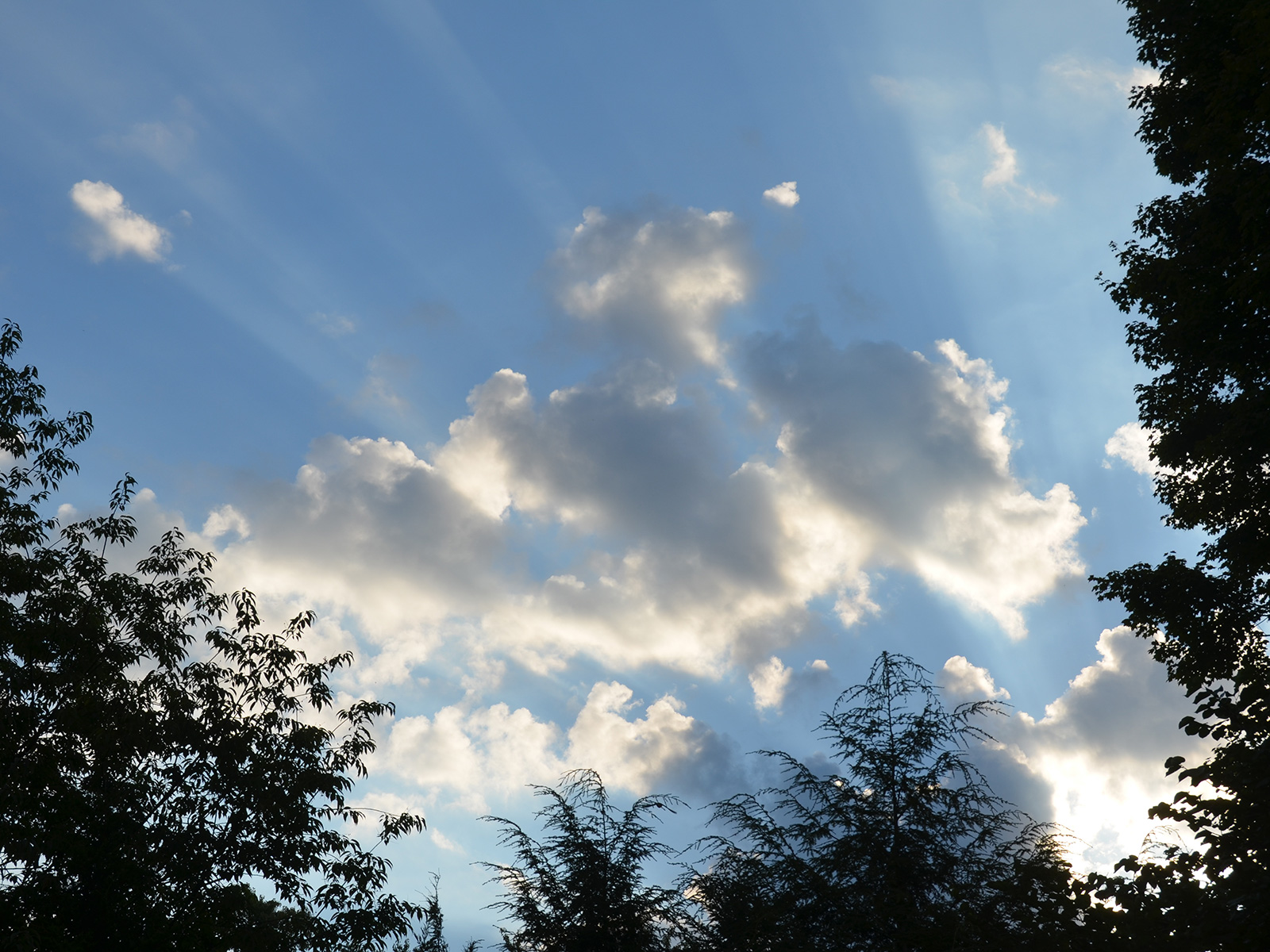 Clouds above our habitat garden