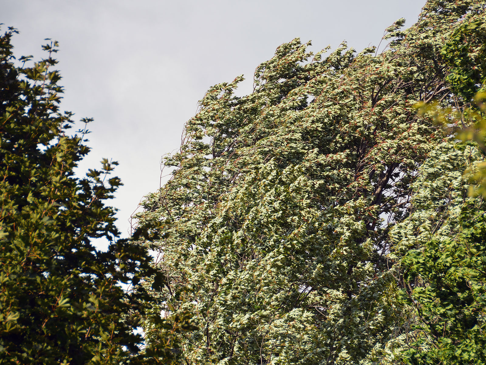 Trees blowing in the wind