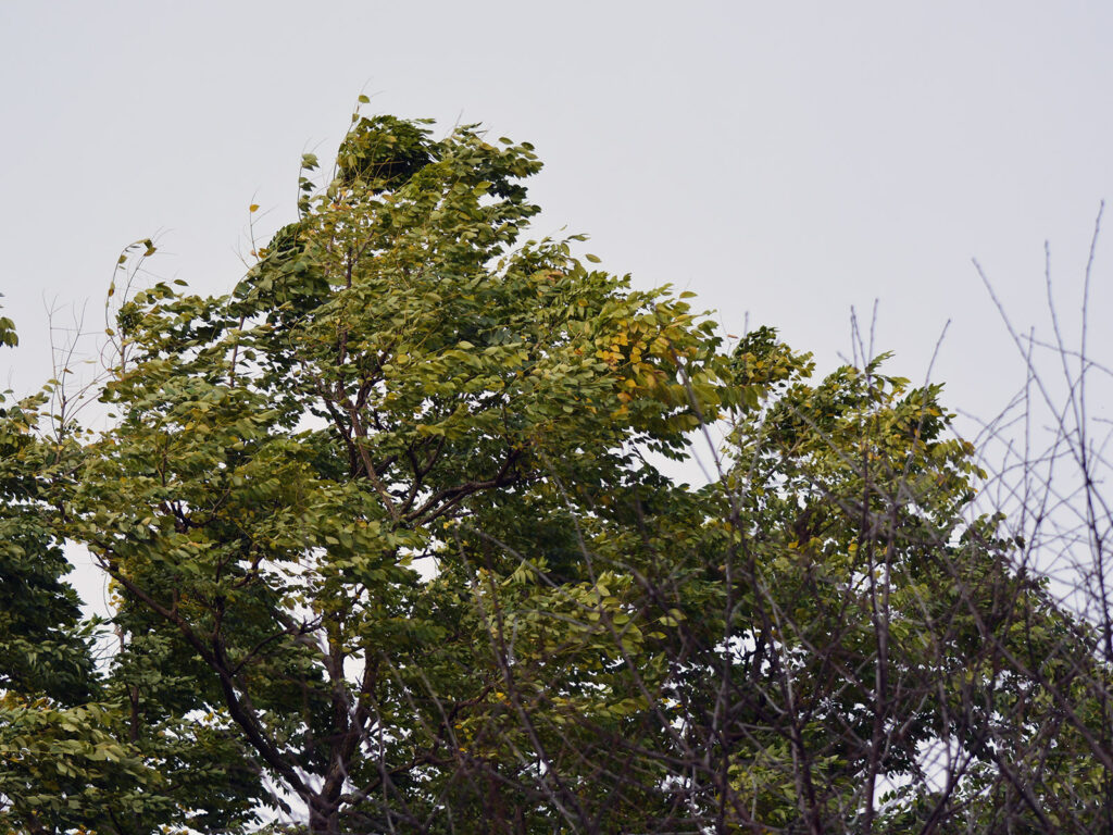 Trees blowing in the wind