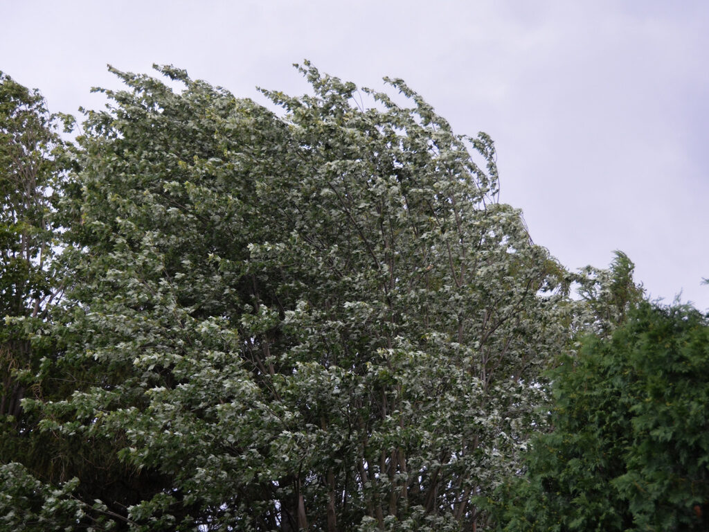 Trees blowing in the wind