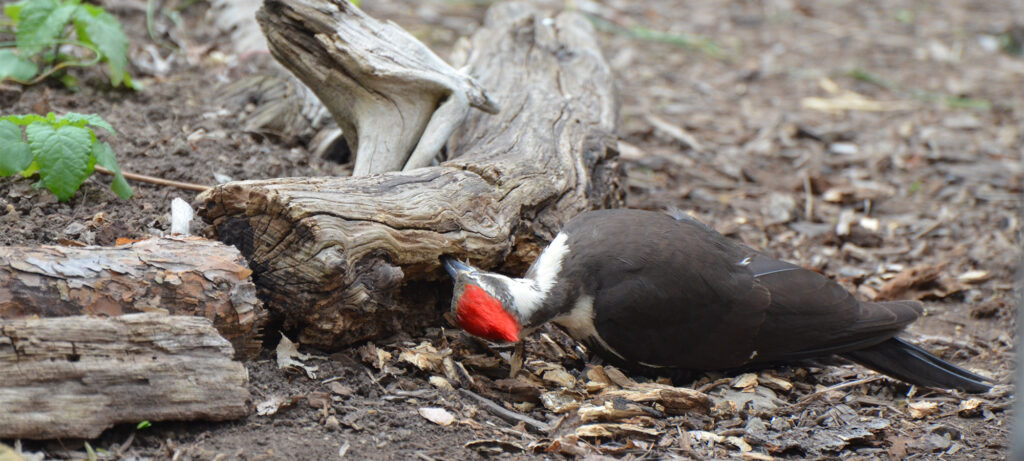 Pileated eating insects