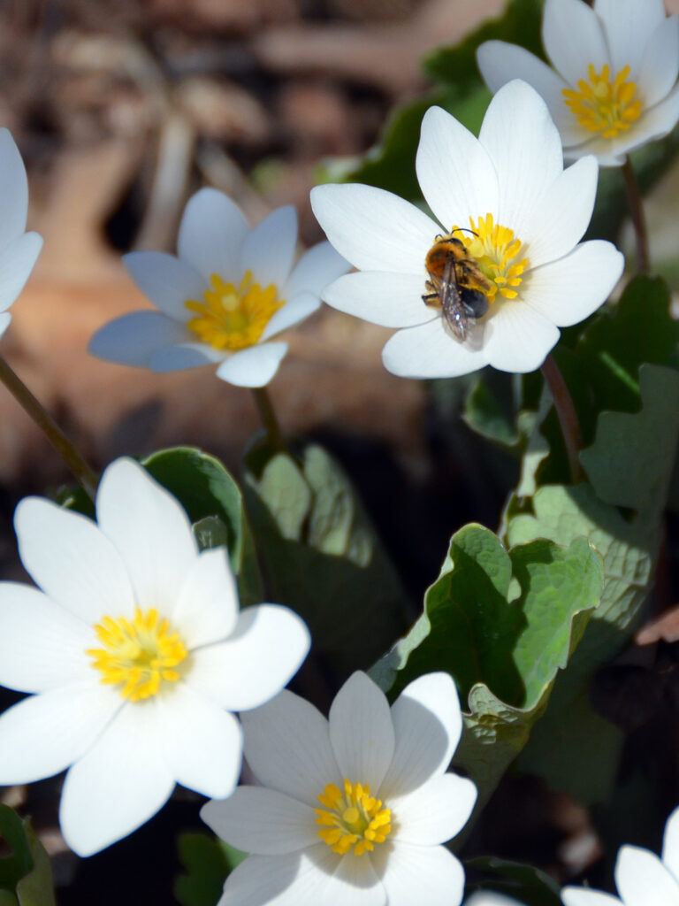 Bee nectaring at bloodroot