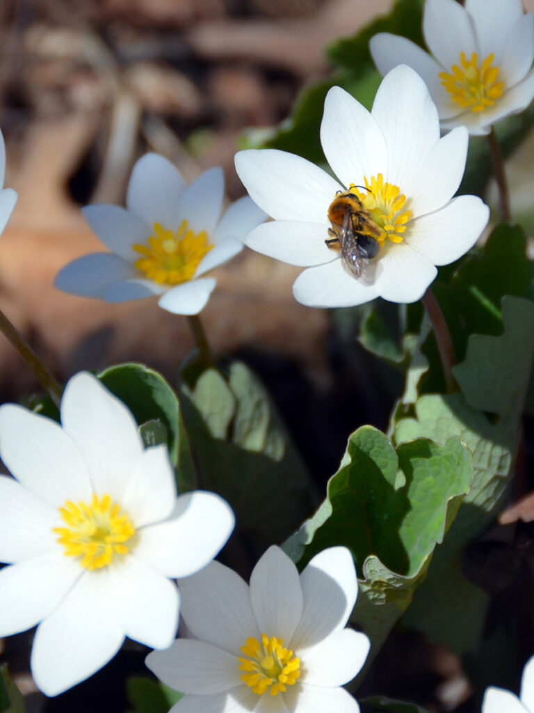 Bee nectaring on bloodroot