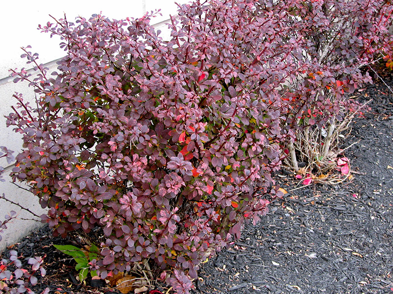 Barberry