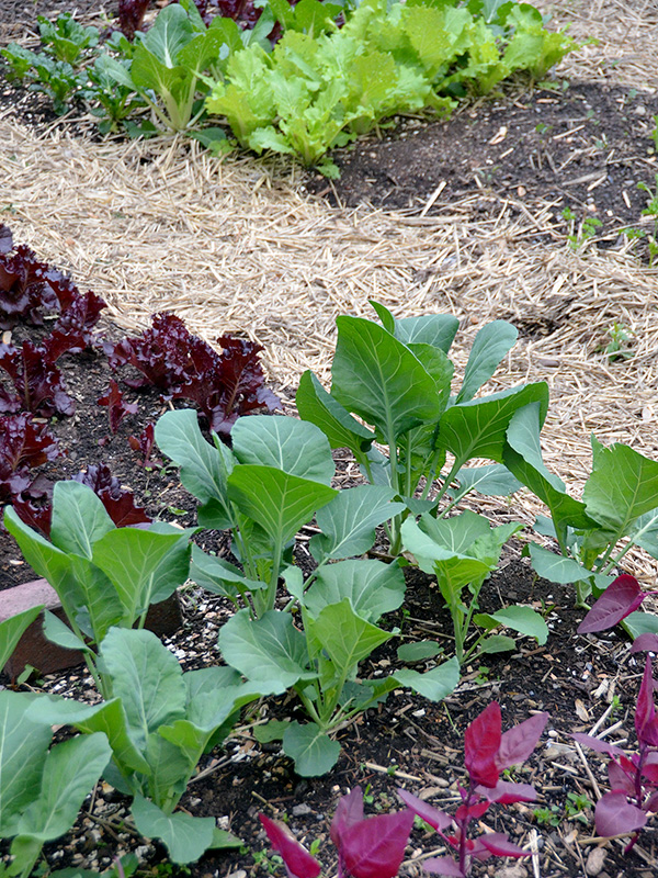 Growing our own food