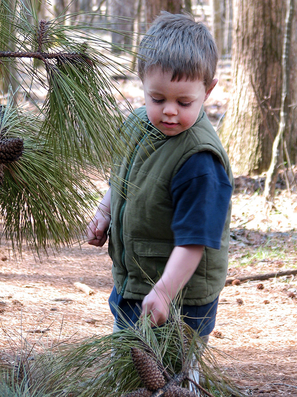 Child exploring pine tree