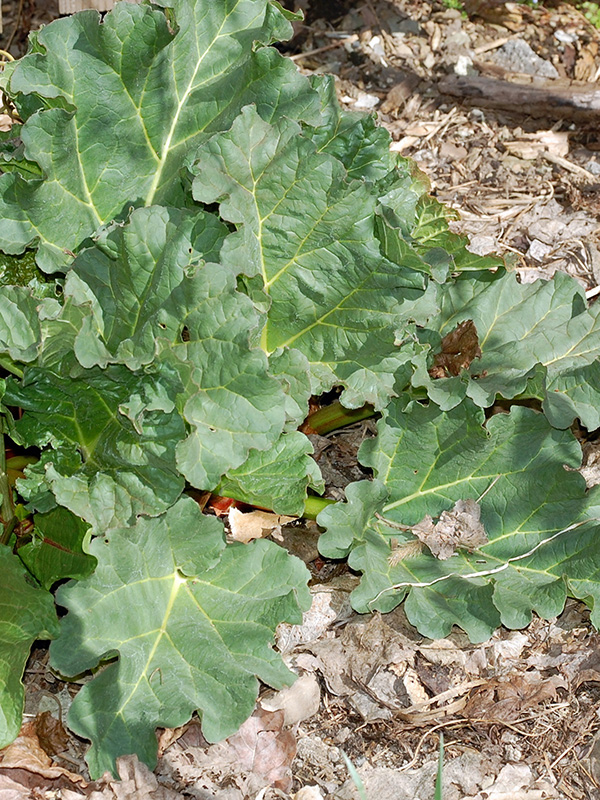 Rhubarb