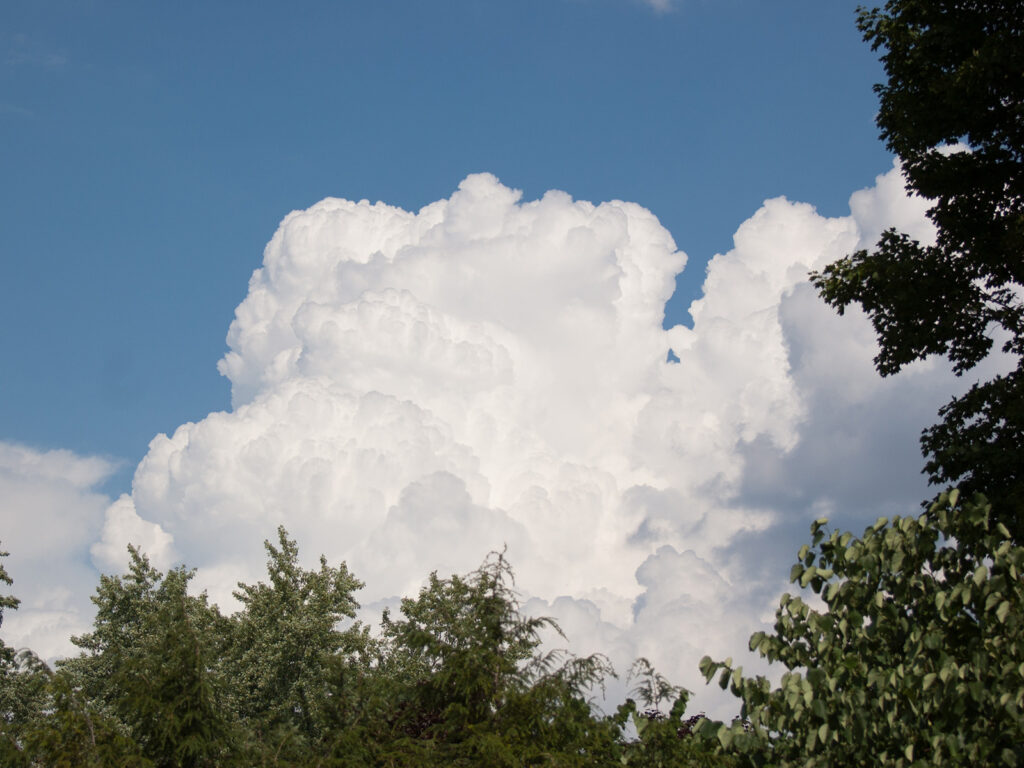 Clouds above our habitat garden