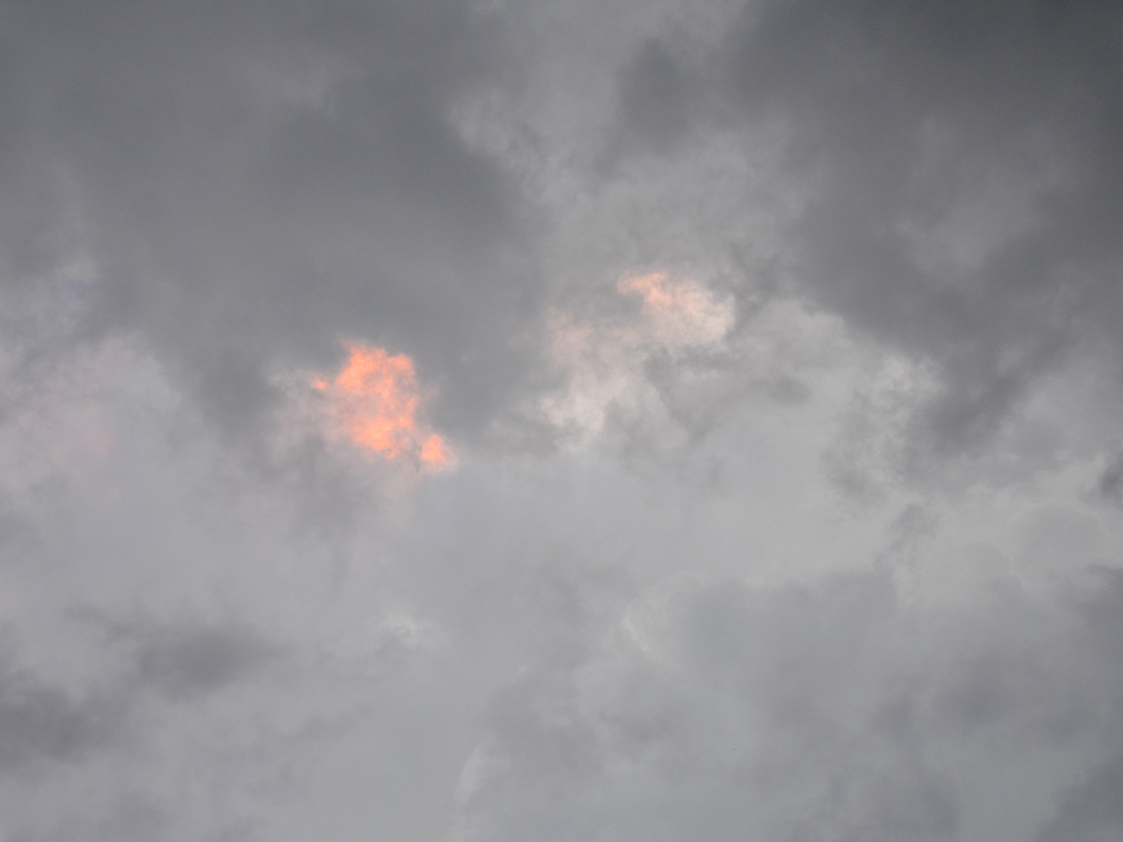 Clouds above our habitat garden