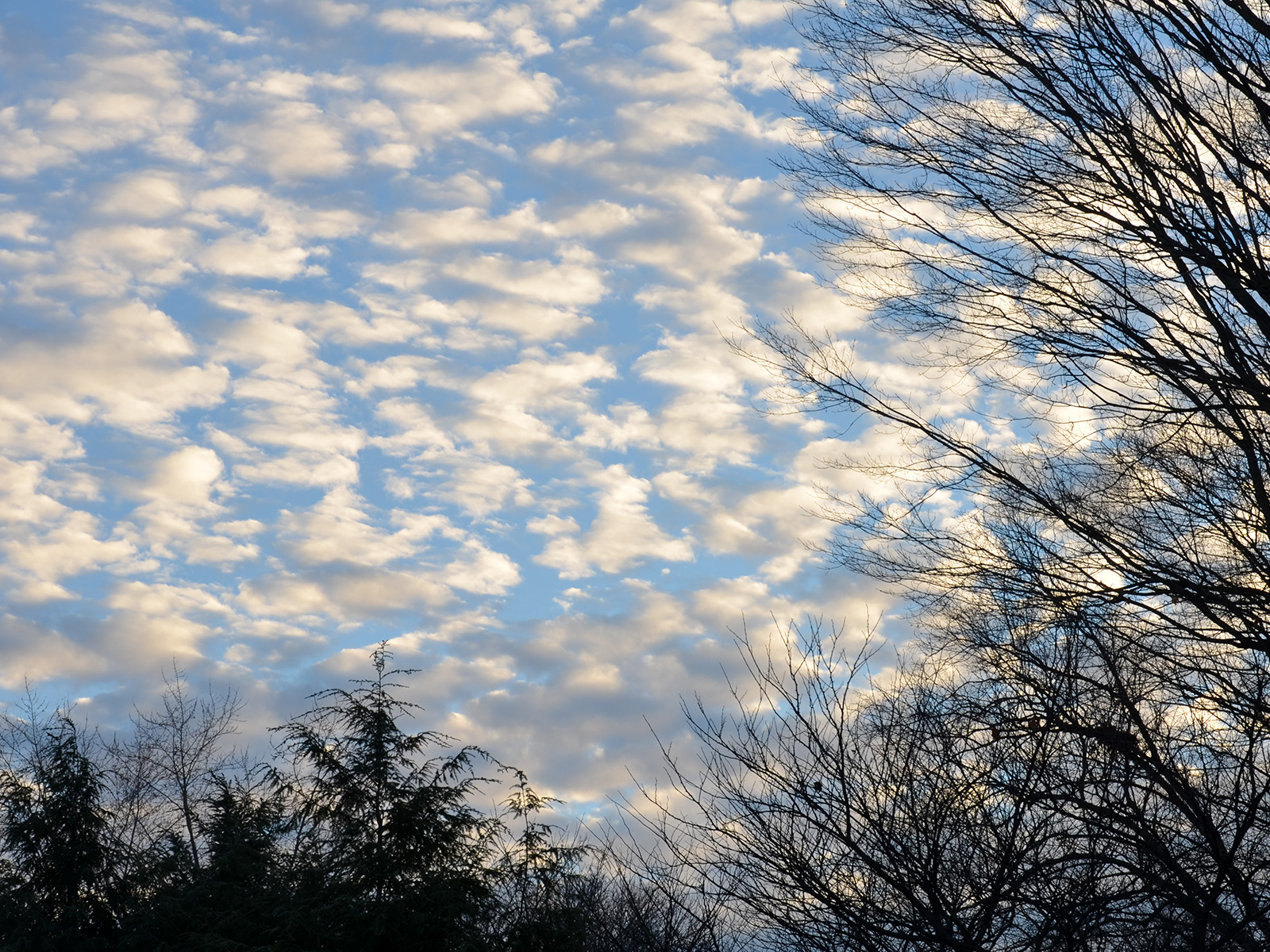 Clouds above our habitat garden