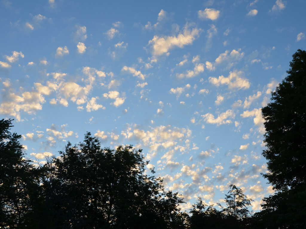 Clouds above our habitat garden