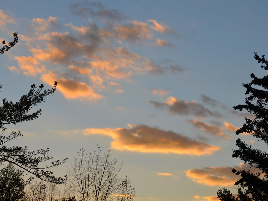 Clouds above our habitat garden