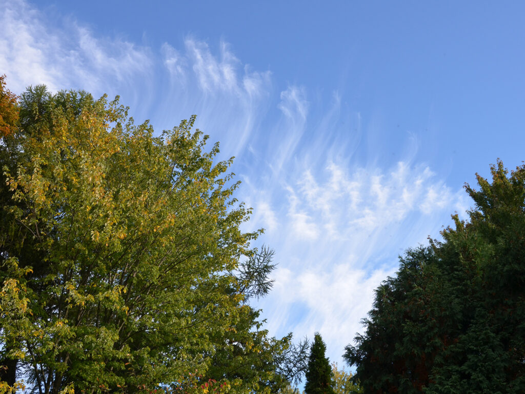 Clouds above our habitat garden