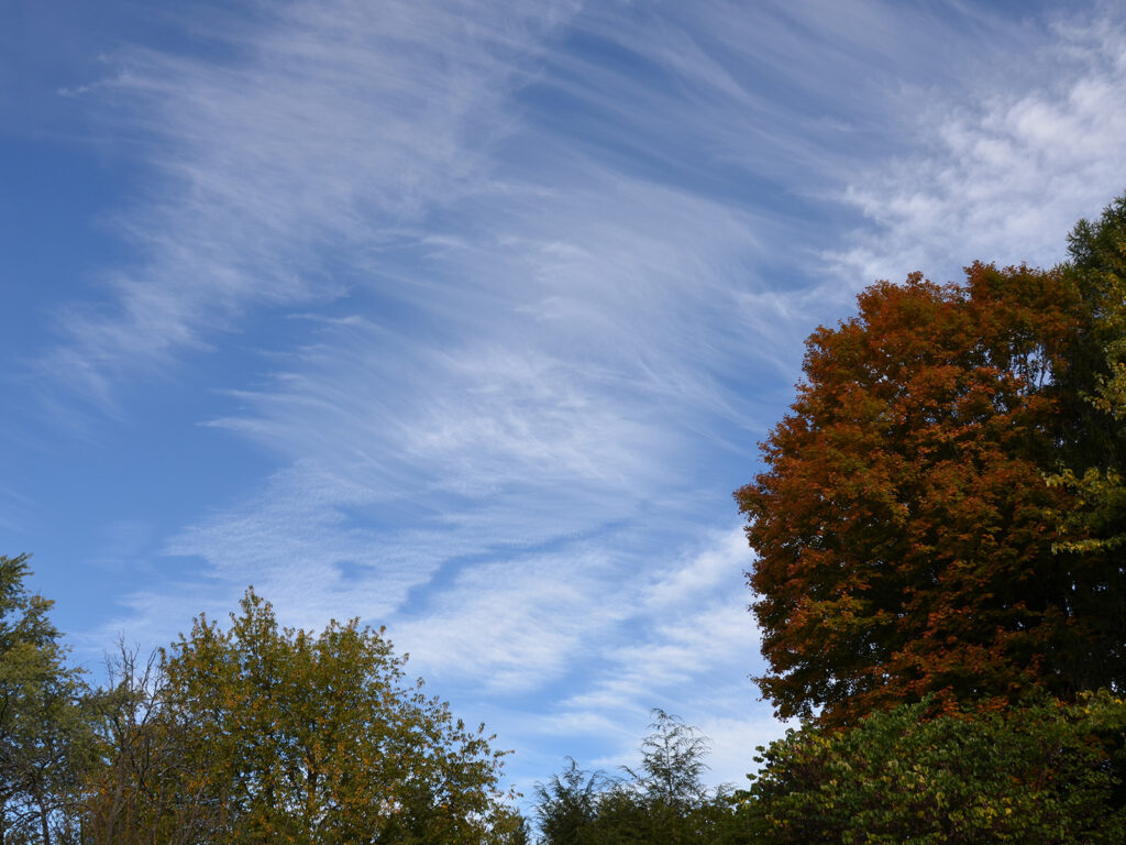 Clouds above our habitat garden