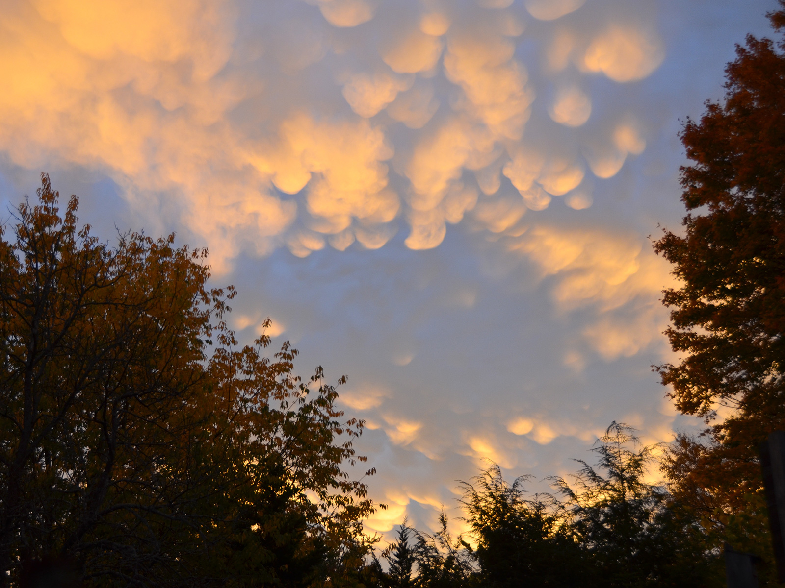 Clouds above our habitat garden