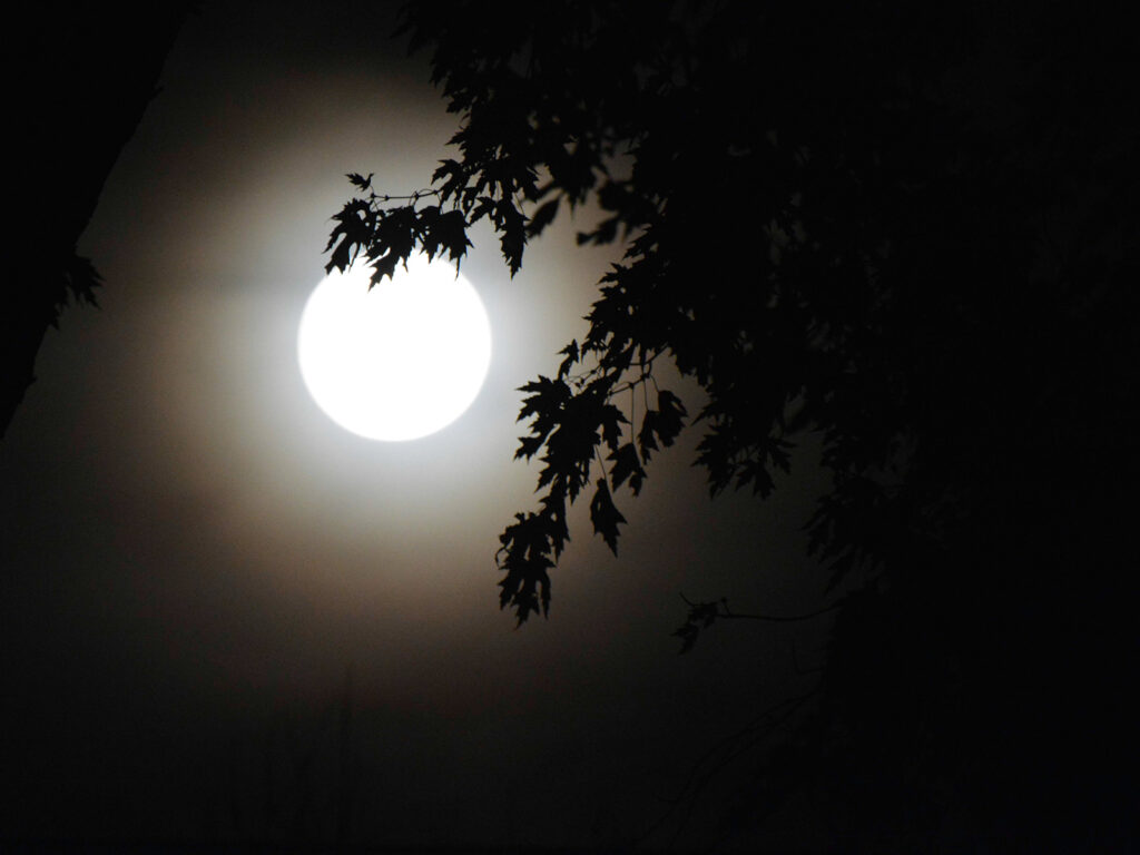 Moon from our yard