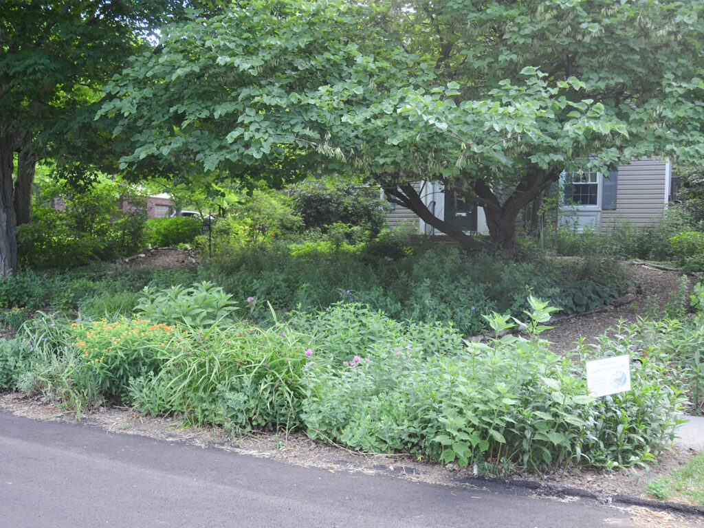Front yard in early summer
