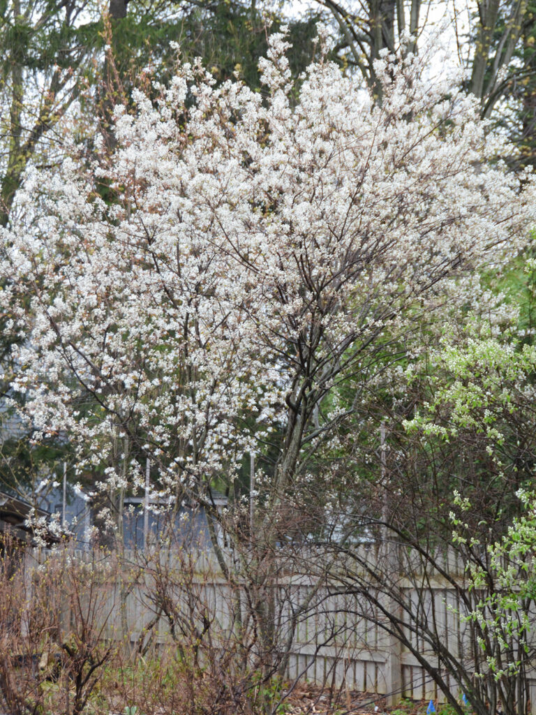Serviceberries blooming in spring
