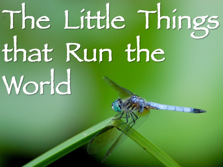 Little Things that Run the World presentation