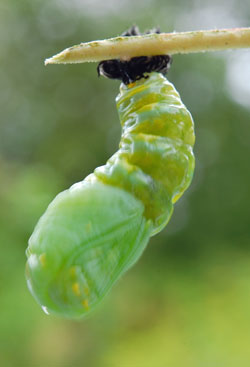 Caterpillar emerge - Die qualitativsten Caterpillar emerge ausführlich analysiert