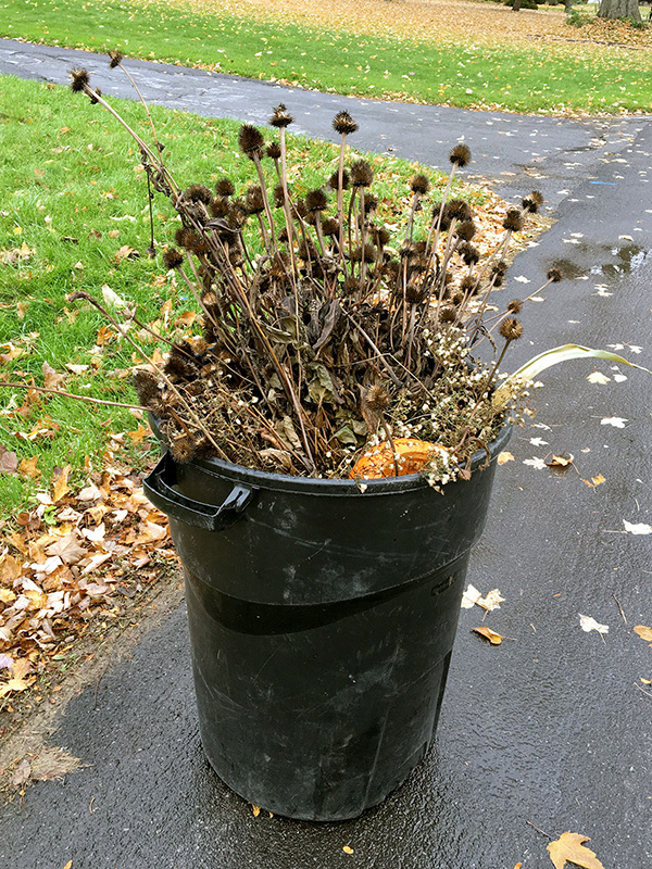 Seedheads put out as garbage