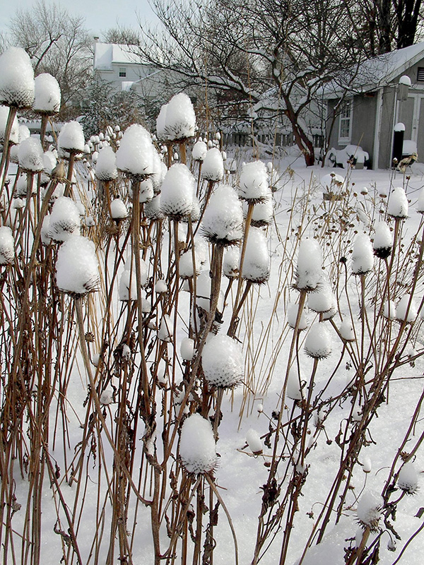 Seedheads in winter