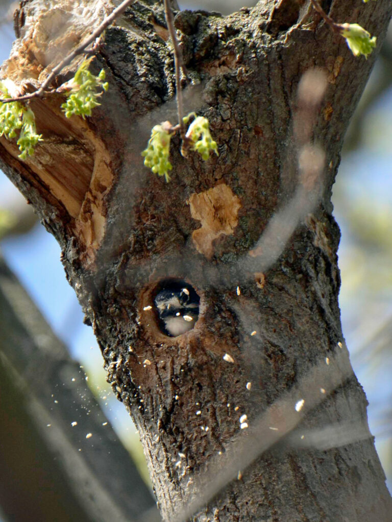 Downy woodpecker creating a nest cavity
