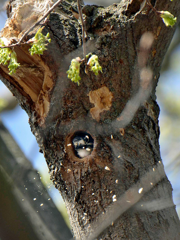 Downy woodpecker creating a nest cavity ©Janet Allen