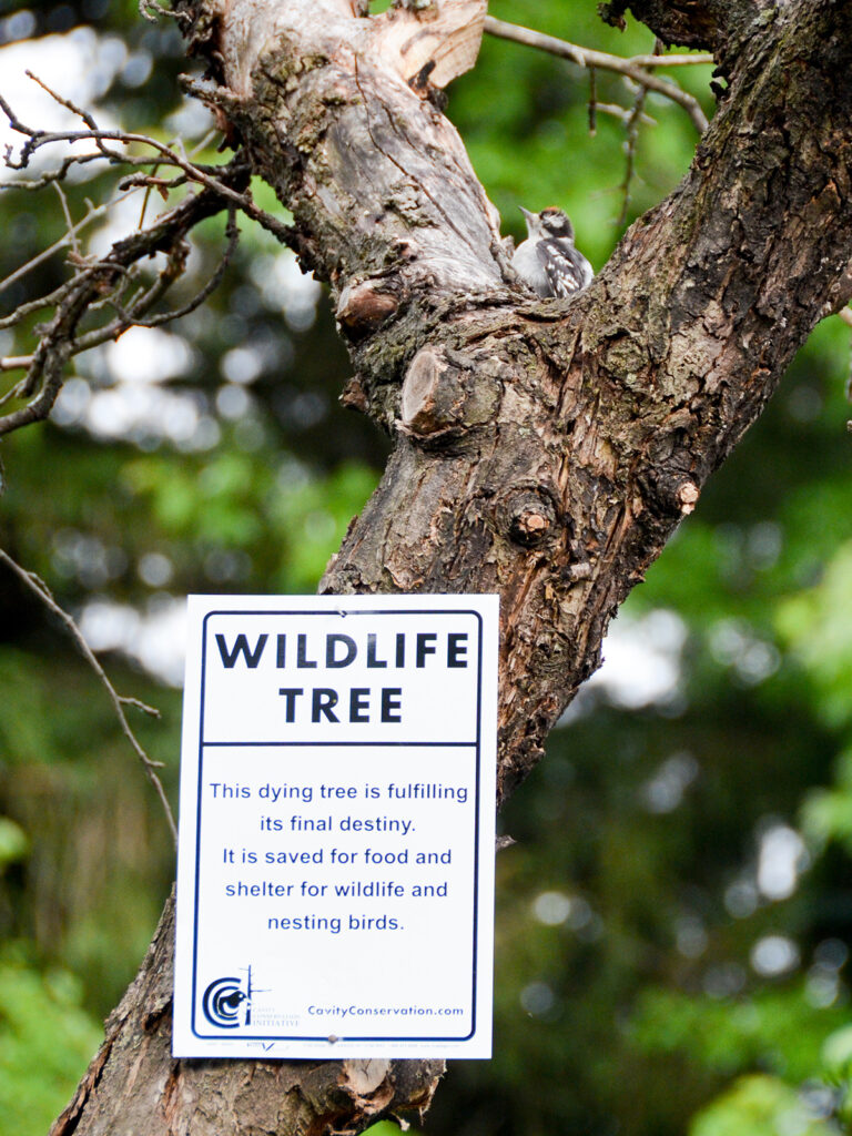 Wildlife tree sign