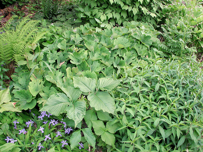 Back woodland native plants ©Janet Allen