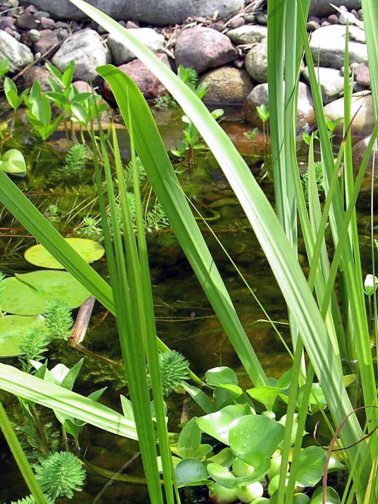 Water hyacinth and parrot feather