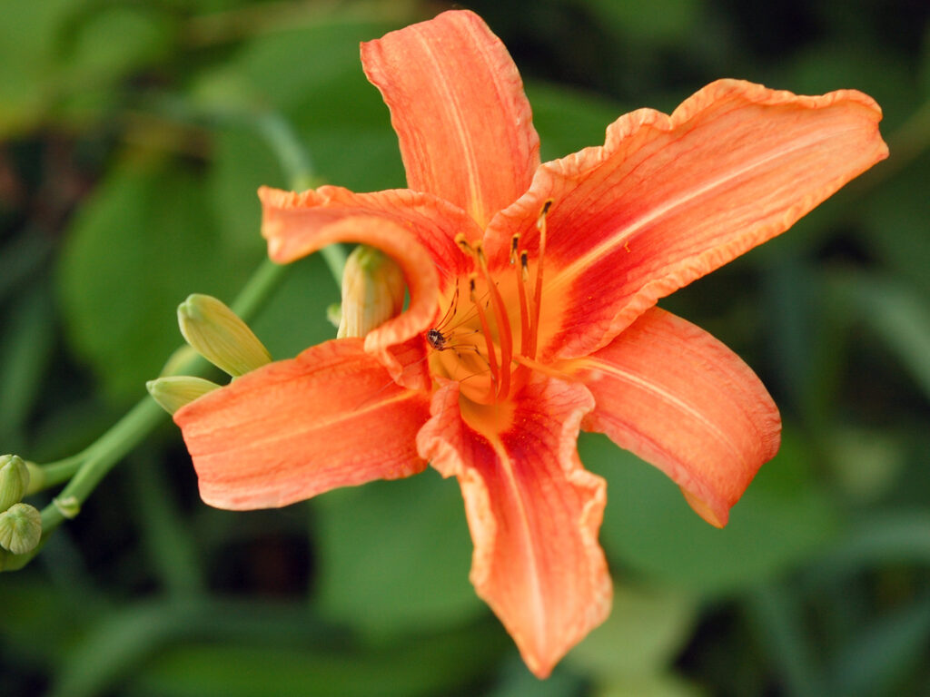 Daylily flower