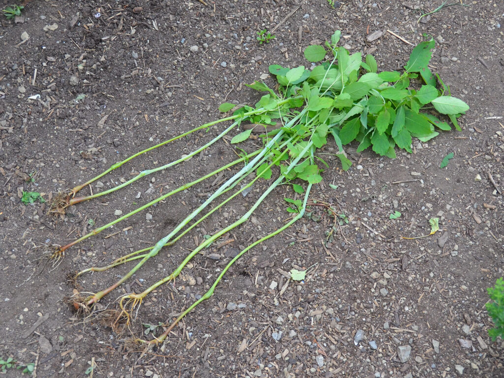 Jewelweed roots