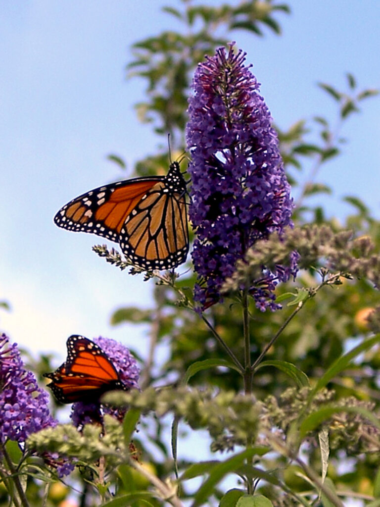 Buddleia with a monarch nectaring