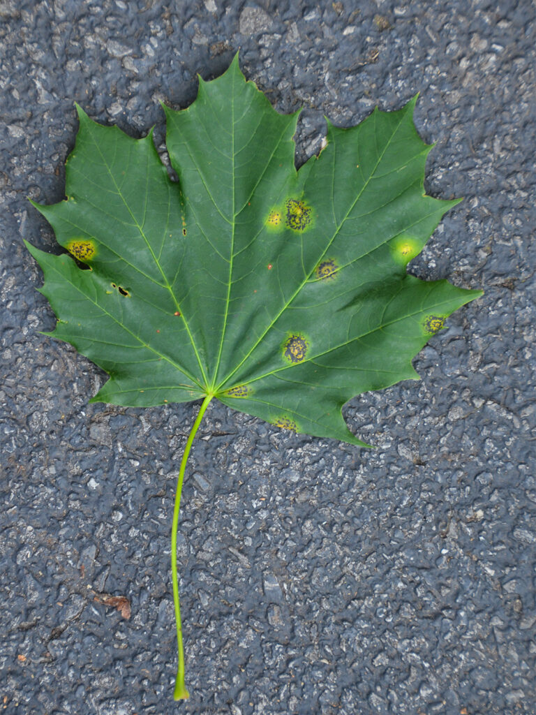 Norway maple with beginnings of tar spot
