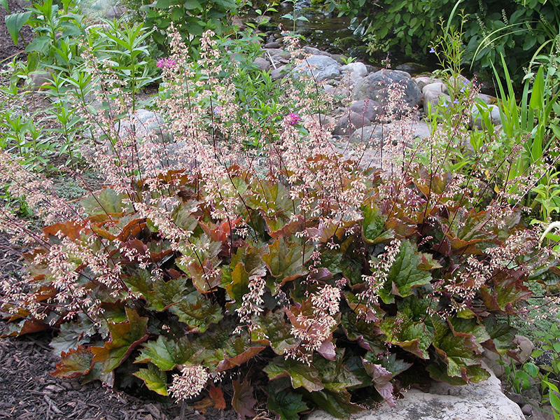 Heuchera native to the Northwest @Janet Allen