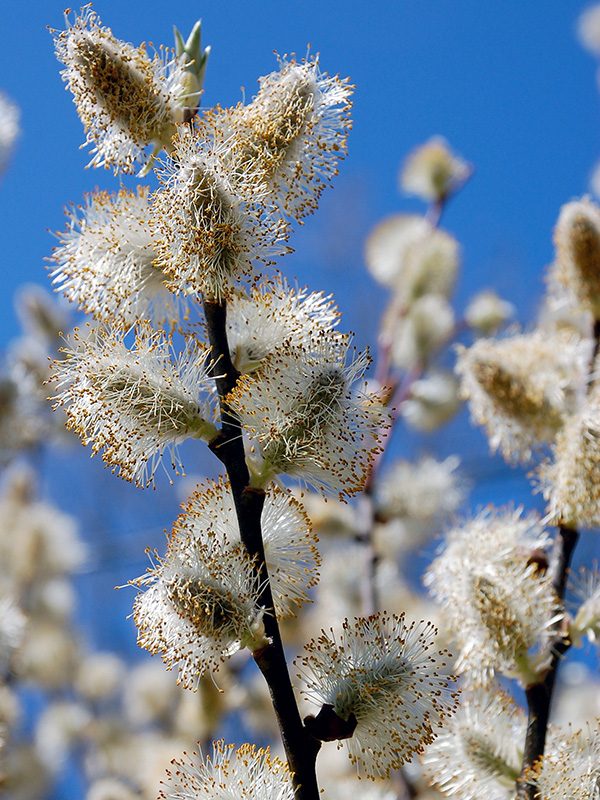 Pussy willow flowers ©Janet Allen