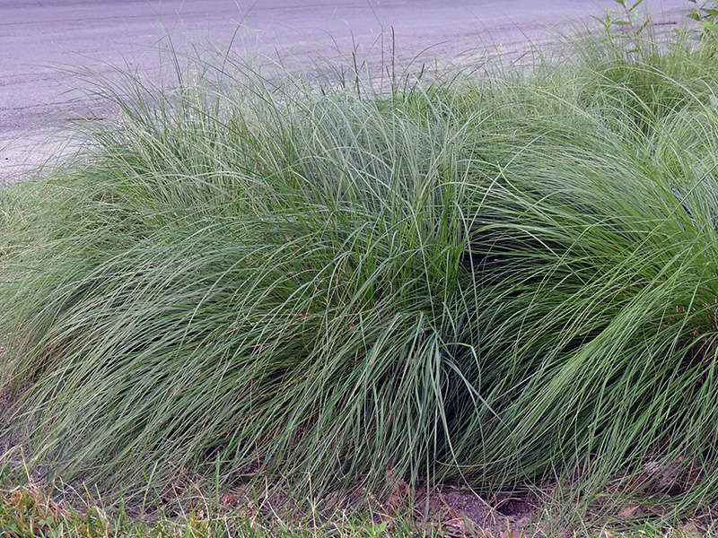 Prairie dropseed