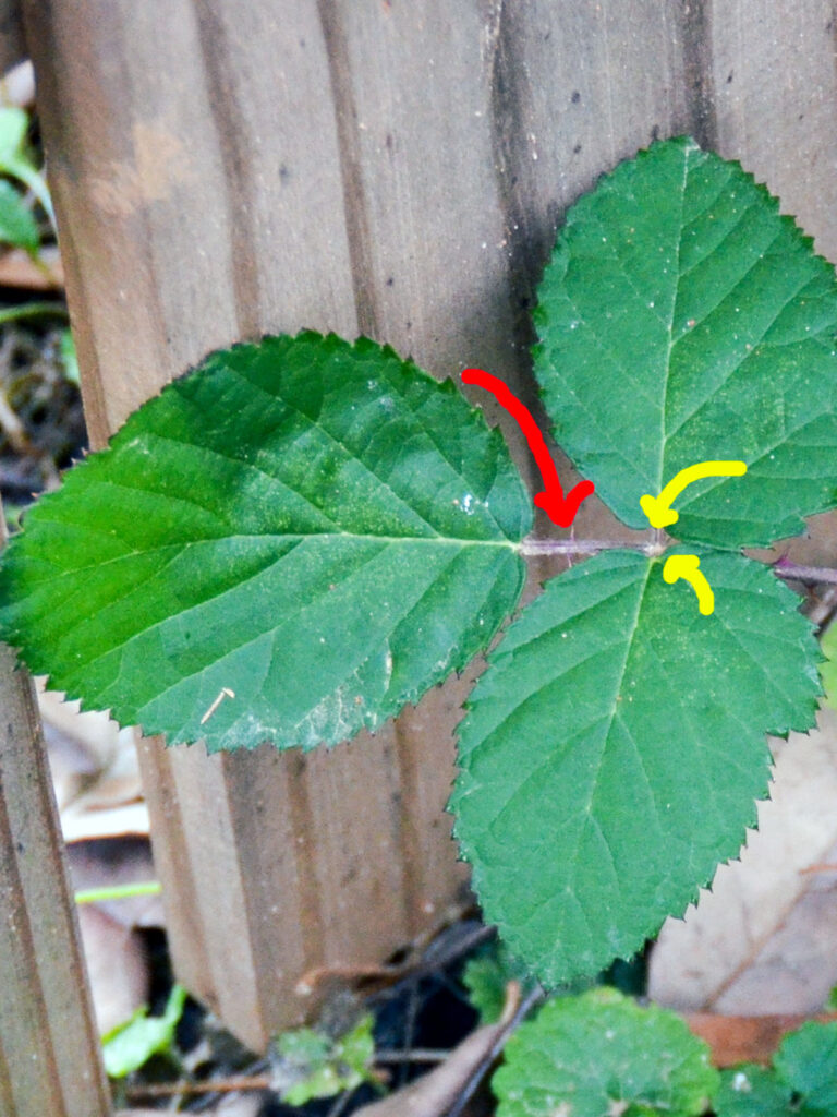 Poison ivy