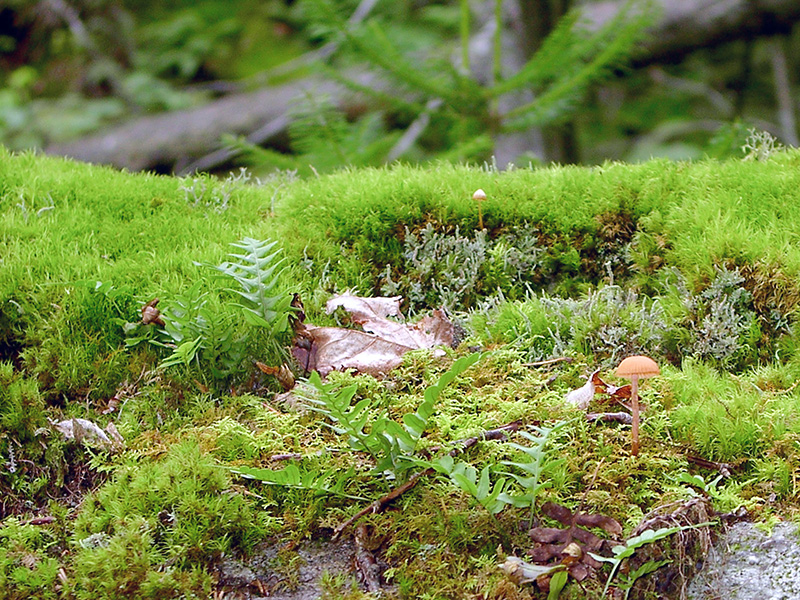 Moss in the Adirondacks ©Janet Allen