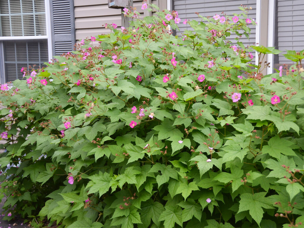 Flowering raspberry