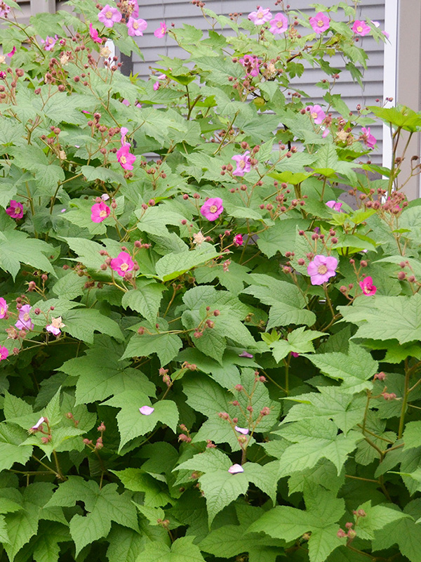 Flowering raspberry