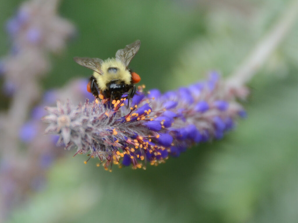 Leadplant flower and bumble bee